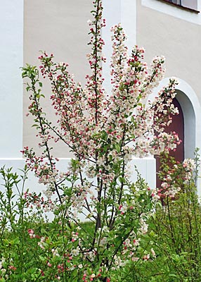 Apfelbaum vor St. Leonhard